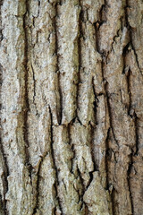 大木の樹皮
