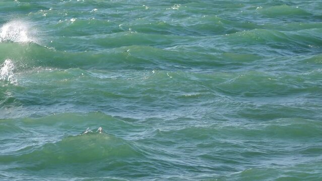 Background video of rough freshwater waves sloshing and glowing brightly with a blue green color in the morning sunlight on Lake Michigan in Chicago.
