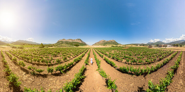 Aerial view of a woman in vineyards of Corsica winegrowing of Corsican wine. Corsica in the French countryside. Heritage vineyards of France in wine region Corsica. drone view