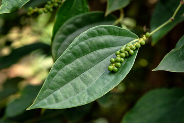Green peppercorns