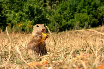 Ground squirrel holding an apple, prairie dog, feeding ground squirrels in Muran, Slovakia