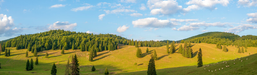 Mountain landscape with pine trees and green pasture where sheep graze - 519028692