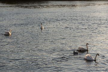 ducks swan on the lake in the water