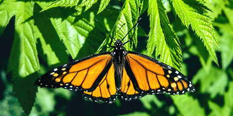 Close-Up of a Monarch butterfly on bright summer day