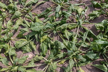 agricultural field where sugar beet grows