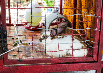 Two rabbits were raised in an old cage.