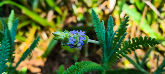 Lavandula (common name lavender) is a genus of 47 known species of flowering plants in the mint family, Lamiaceae. 