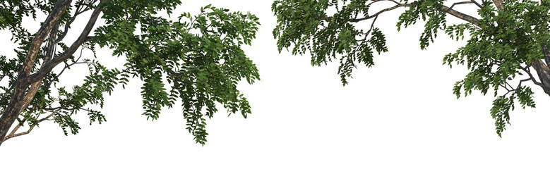 Foreground tree on a white background.