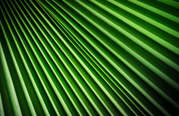 Obraz premium Fondo de pantalla con textura de hoja de palma.