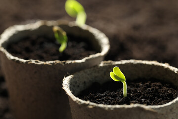 Pots with little green seedlings growing in soil, closeup