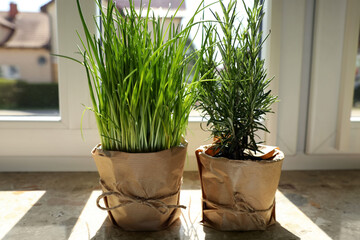 Potted green chives and rosemary plants on windowsill indoors. Aromatic herbs