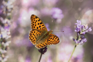 Beautiful butterfly in lavender field on summer day, closeup
