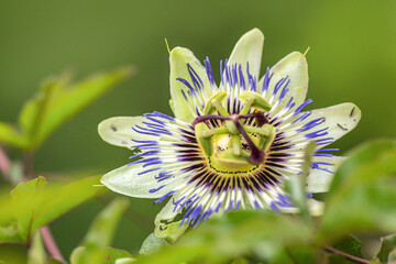 Macro close-up of a beautiful passion flower blossom in summer outdoors, passiflora - obrazy, fototapety, plakaty