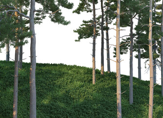Pine forest on a grassy hill with a white background.
