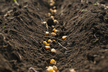 Corn seeds in fertile soil, closeup. Vegetables growing