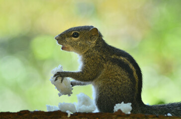 squirrel eating rice 