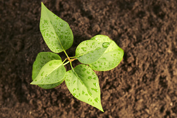 Beautiful green seedling in soil outdoors, top view with space for text. Planting tree