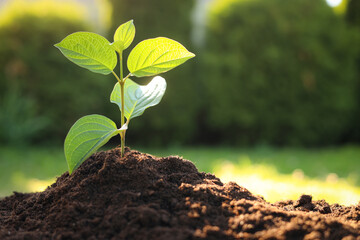 Beautiful green seedling in soil outdoors, closeup with space for text. Planting tree