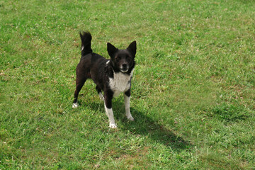 Cute black and white dog on green grass outdoors