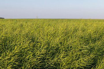 faded green rapeseed pods with seeds