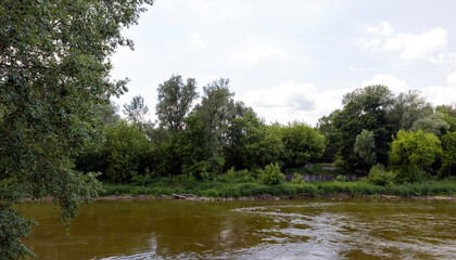 deciduous trees in the spring season with green foliage