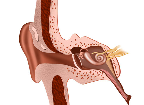 Anatomy of human ear on white background. Illustration