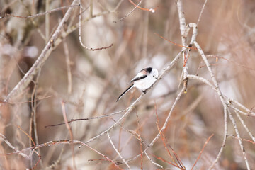 枯枝に止まる冬のシマエナガ