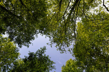 Obraz premium trees with green foliage in a mixed forest