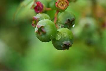 ブルーベリーに雨粒