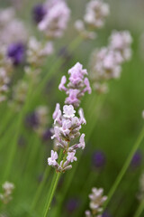 ピンクのラベンダーの花