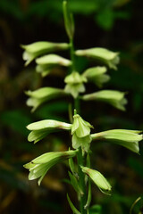 咲き始めたオオウバユリ