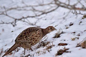 食べ物を探すキジ