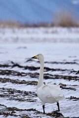 冬の畑に立つ白鳥
