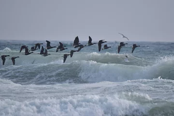 Foto op Aluminium 荒れた海を飛ぶコクガン © mayudama