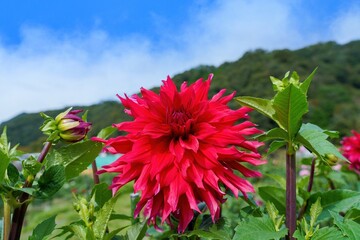 青空バックに見る真紅の満開のダリア