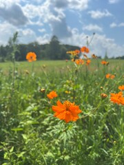 Close-Up of Orange Wildflower Cosmos in a Meadow of Grass with Blue Sky and White Clouds in Background