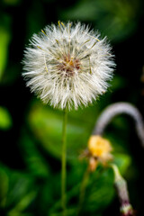 dandelion on a green background