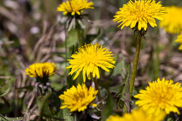 several dandelion flowers in the field in the spring season