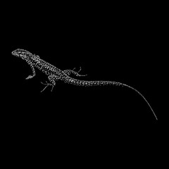 Lazarus Lizard hand drawing vector illustration isolated on black background