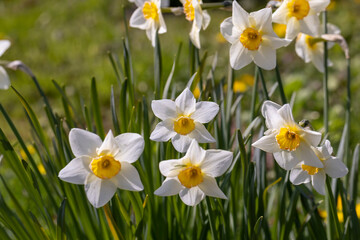 Obraz premium spring narcissus flower in dust and dirt after the last rain