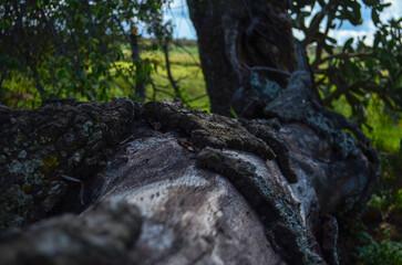 An approach to branches of a tree, organic textures that nature gives us