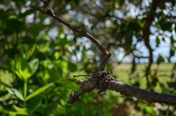 An approach to branches of a tree, organic textures that nature gives us