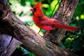Cardinal