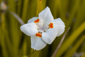 Close up of whire and orange Dietes Bicolor (African iris), with a soft warm green background. Macro photography