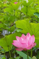 池に咲く蓮の花が綺麗