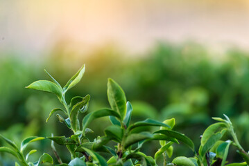 Green tea tree leaves field Fresh young tender bud herbal in farm on summer morning. Sunlight Green tea tree plant camellia sinensis in organic farm. Close up Tree tea plant green nature in morning