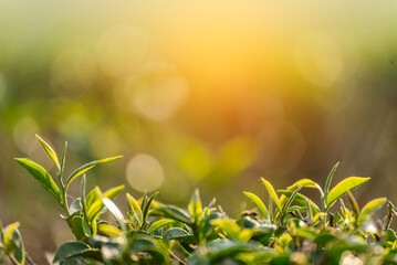 Green tea tree leaves field Fresh young tender bud herbal in farm on summer morning. Sunlight Green tea tree plant camellia sinensis in organic farm. Close up Tree tea plant green nature in morning - obrazy, fototapety, plakaty
