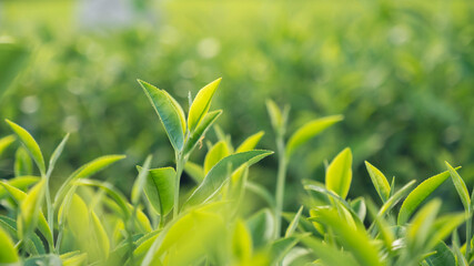 Green tea tree leaves field young tender bud herbal Green tea tree in camellia sinensis organic farm. Close up Fresh Tree tea plantations mountain green nature in herbal farm plant background morning