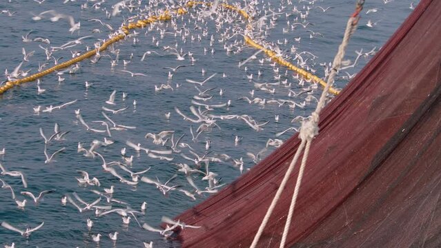 Seagulls flying around a trawlers drawing fishing net in slow motion, Black Sea, Turkey.