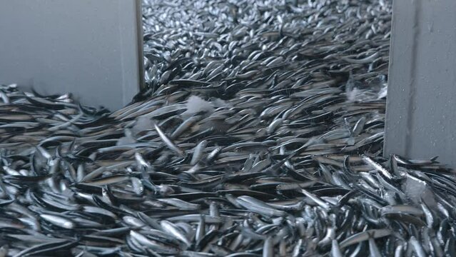 A large amount of ancovy fishes are caught and taking into trawlers yard in Black Sea.